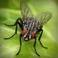 /album/peceni/photolia-a01-jpg/