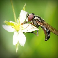 /album/peceni/photolia-a02-jpg/