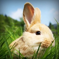 /album/peceni/photolia-a03-jpg/