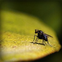 /album/peceni/photolia-a07-jpg/