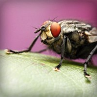 /album/peceni/photolia-a08-jpg/